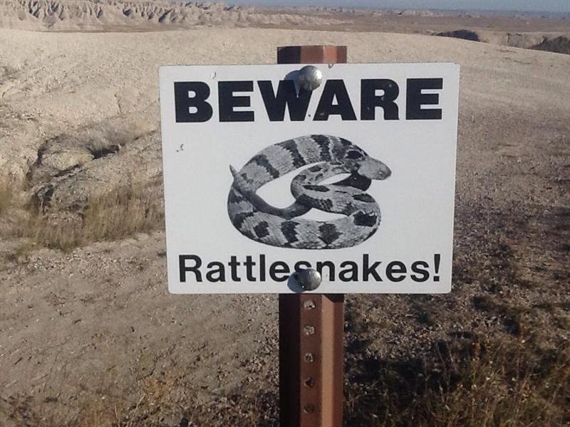 Rattle-snake