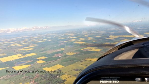 Canola And Wheat1