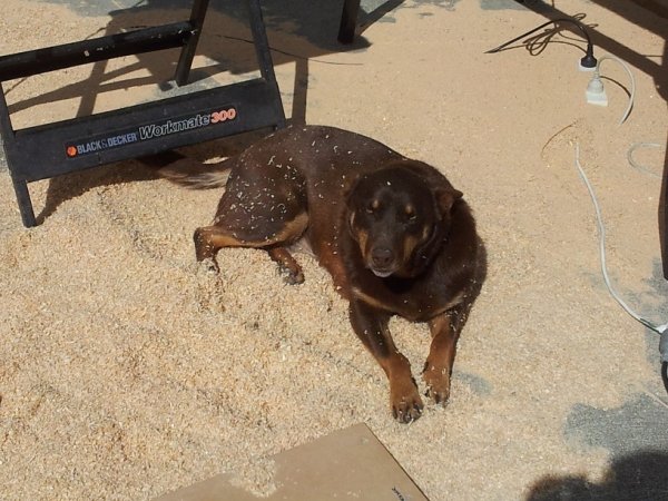 One of my workshop buddies. For some reason my animals just love expensive spruce shavings & sawdust