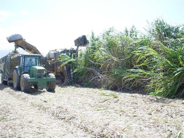 Harvesting the big Sugar Cane!