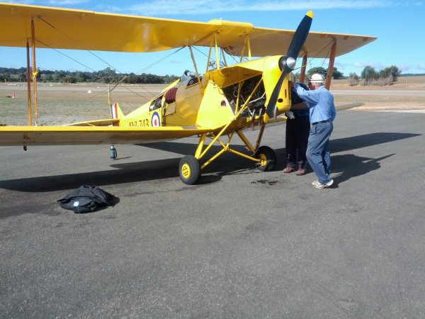 Tiger Moth