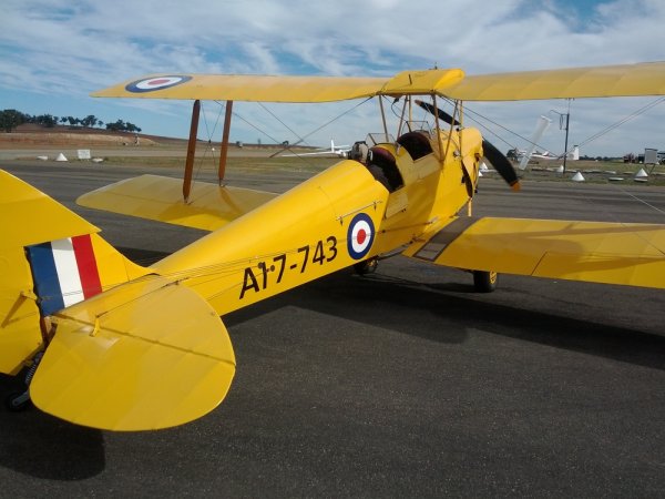 Tiger Moth