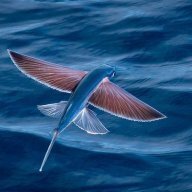 Flyingfish