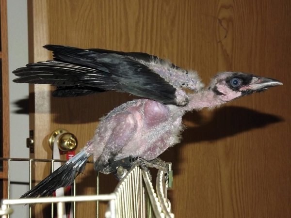 naked-crows-supplied_cmyk-1684412538.thumb.jpg.09c0e2818ba398823182abee85355a09.jpg